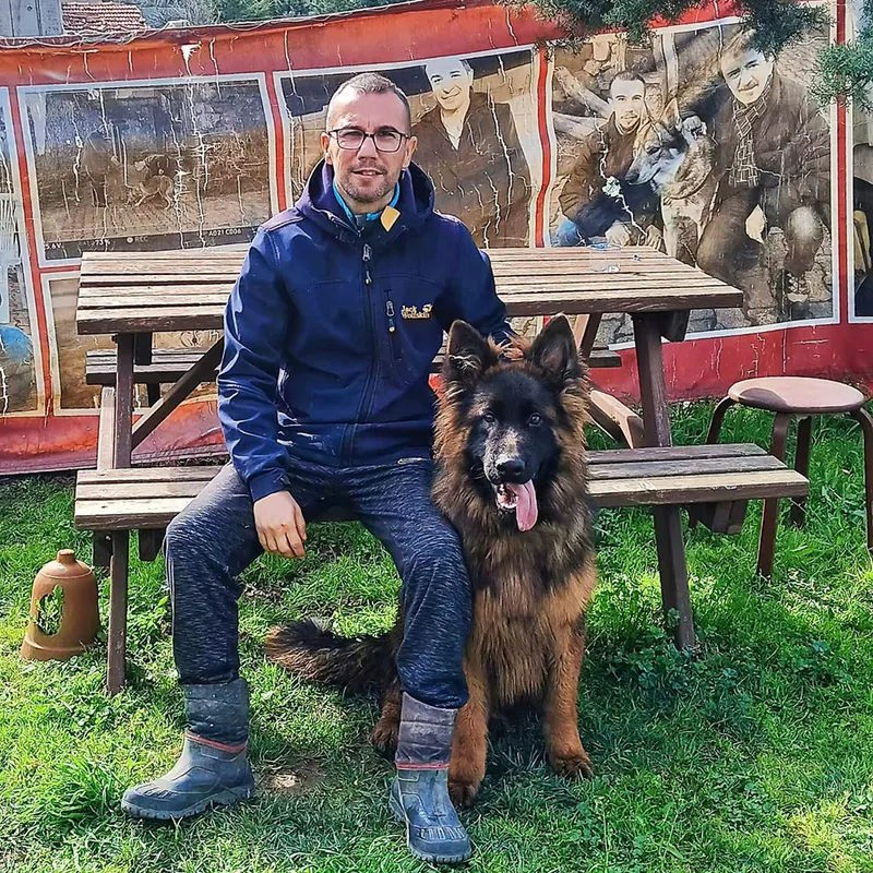 Temel itaat eğitimi alan köpek - İstanbul köpek eğitimi