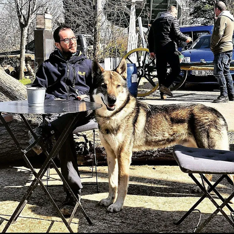 Koruma köpeği eğitimi - Profesyonel köpek eğitmeni
