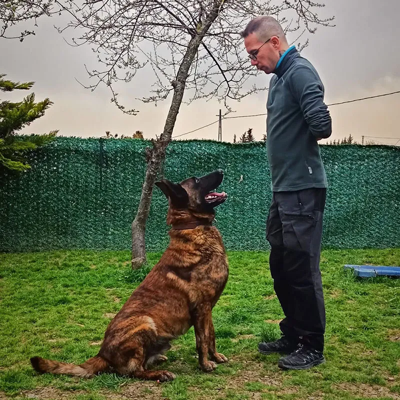 Köpek gezdirme hizmeti Büyükçekmece