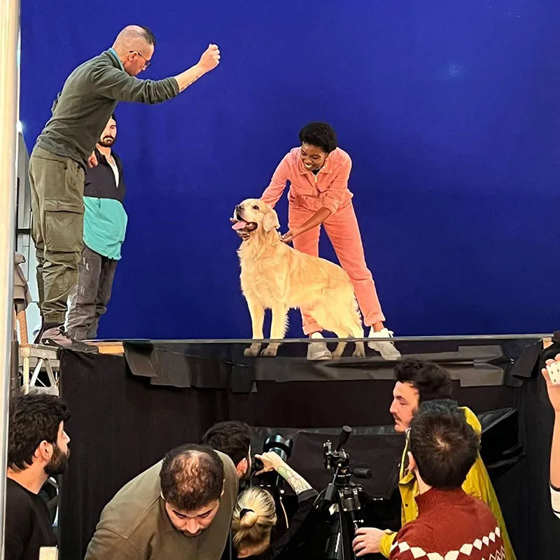 Show köpek eğitimi ve ring hazırlığı